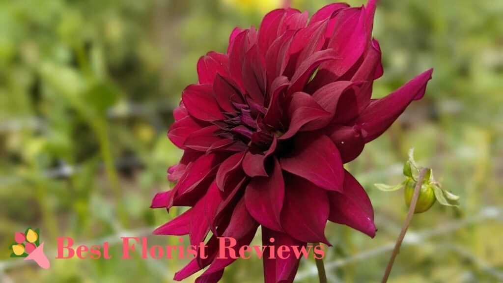 Black Embers Dahlia