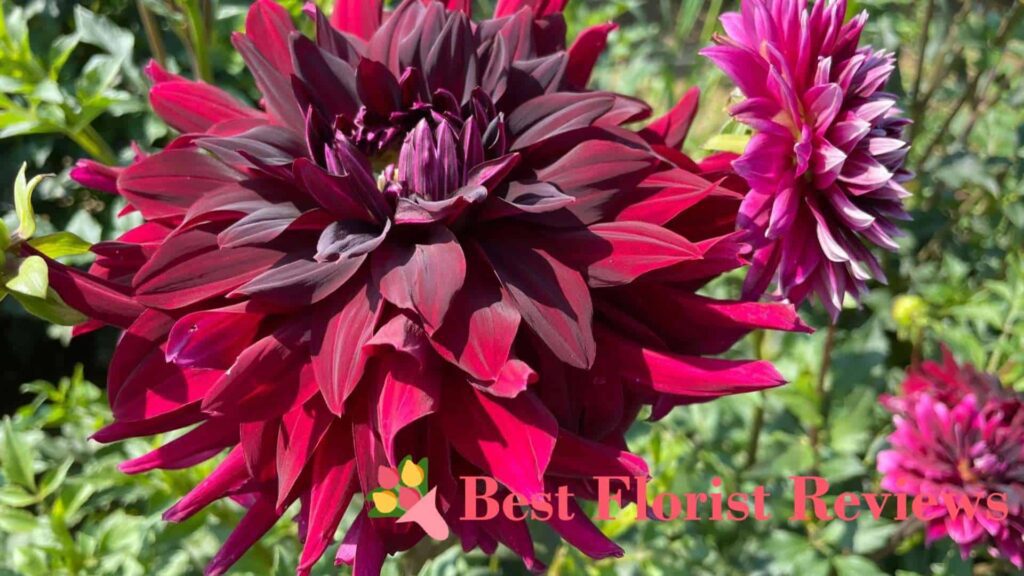 Black Magic Dahlia