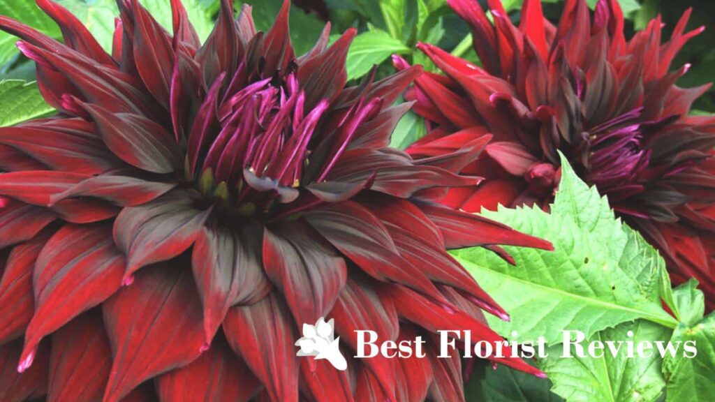 Black Monarch Dahlia