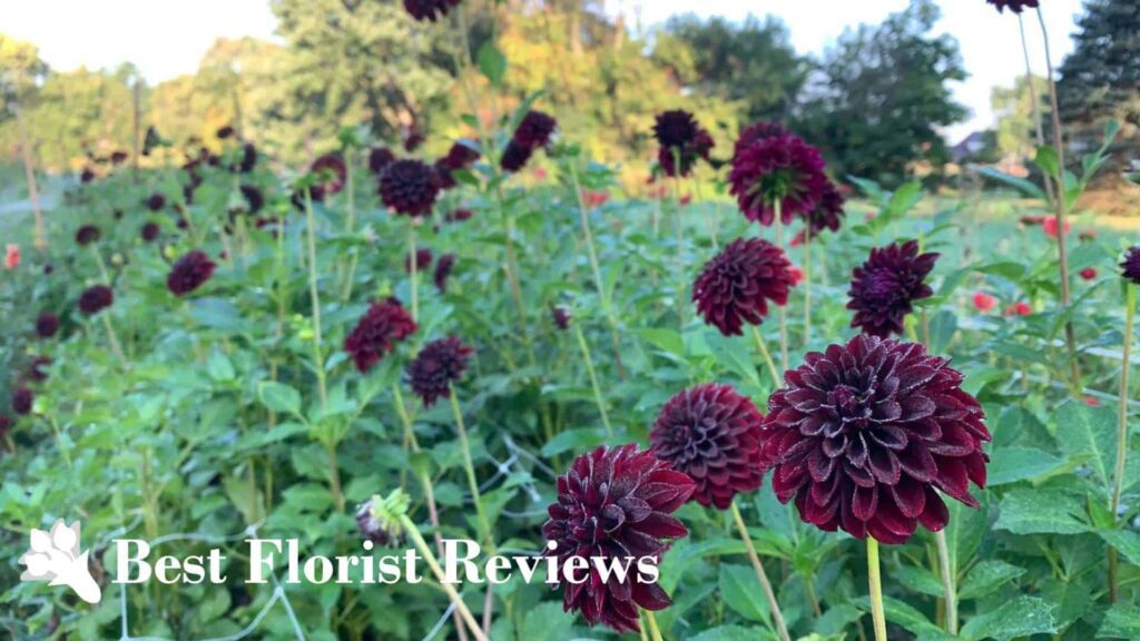 Black Satin Dahlia