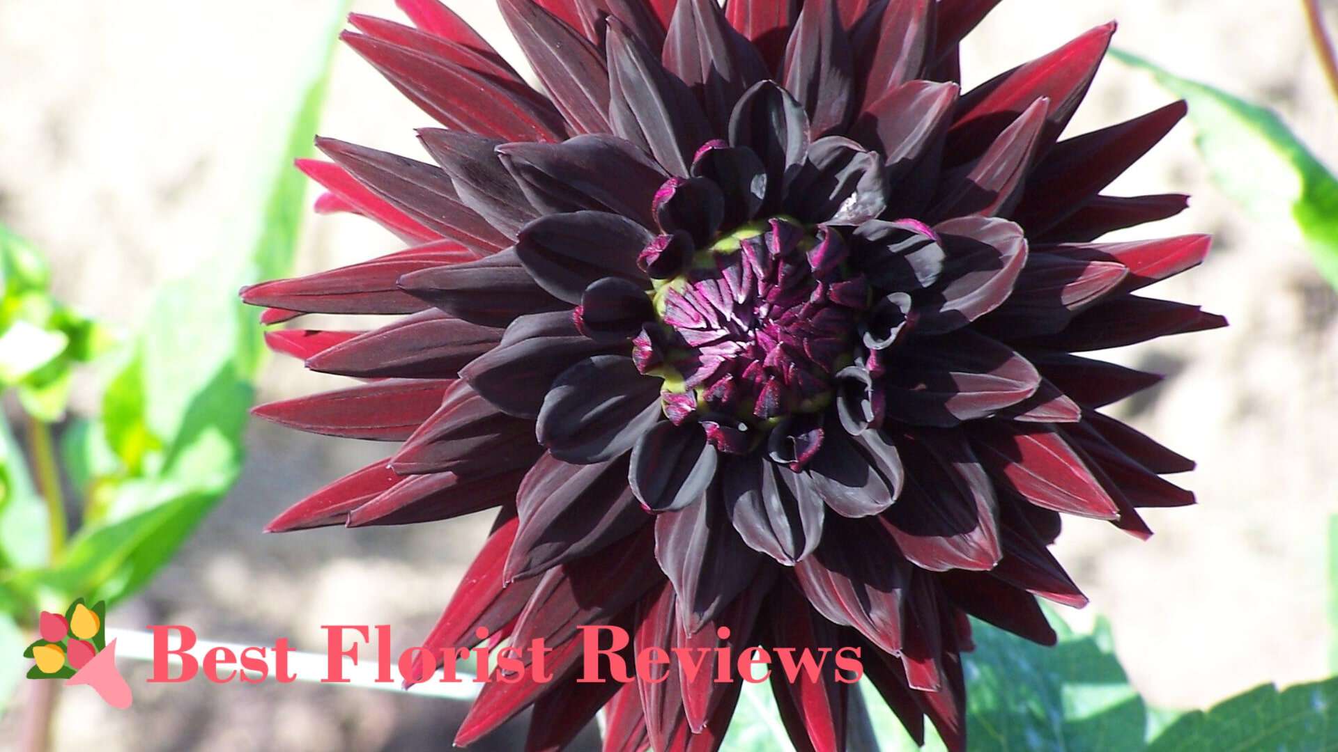 The Ultimate Guide to Black Dahlias [2026]