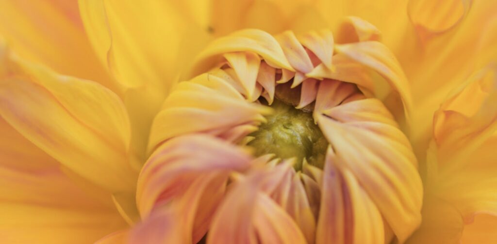 Chrysanthemums in Literature