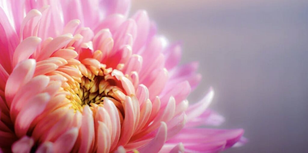 Chrysanthemums in Medicine