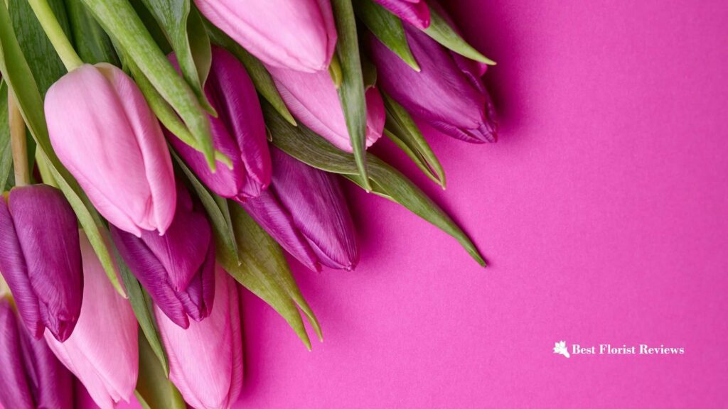Closed Tulip