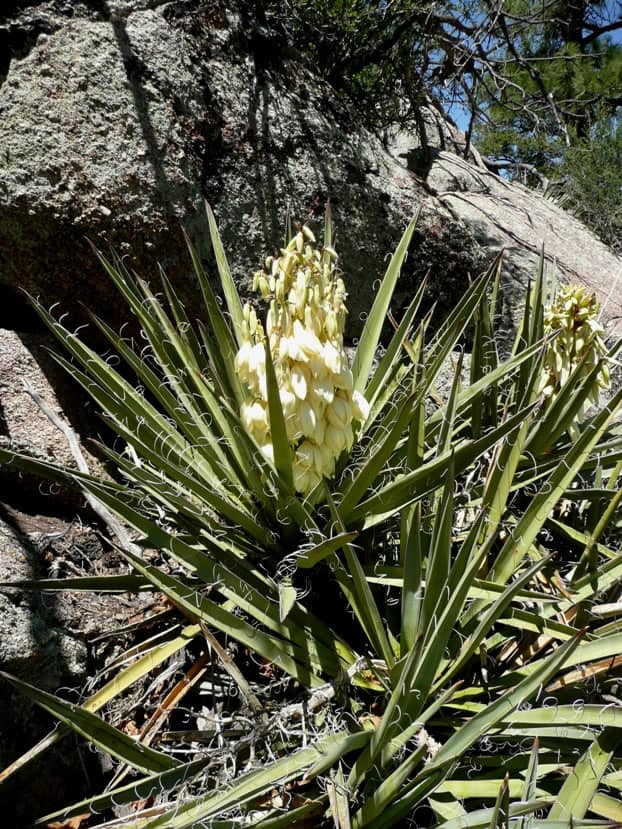 Compact Yuccas