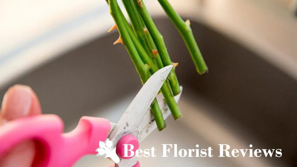 Cut the stems every time the water is changed