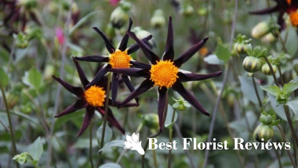 Dahlia ‘Honka Black’