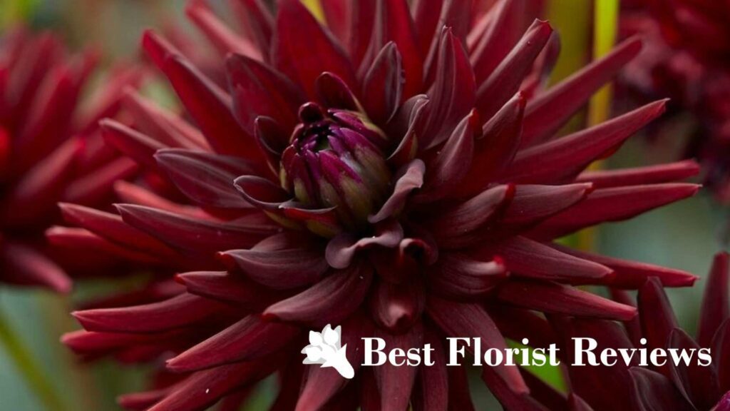 Dahlia ‘Tamburo’