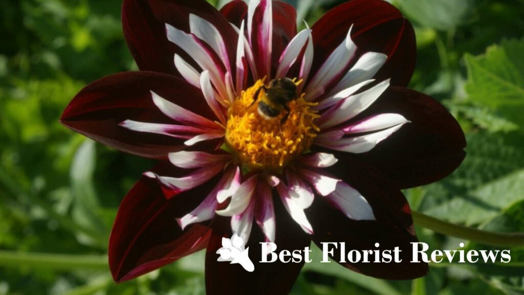 Dahlia Night Butterfly