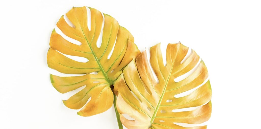 FAQs about Yellowing Monstera Leaves