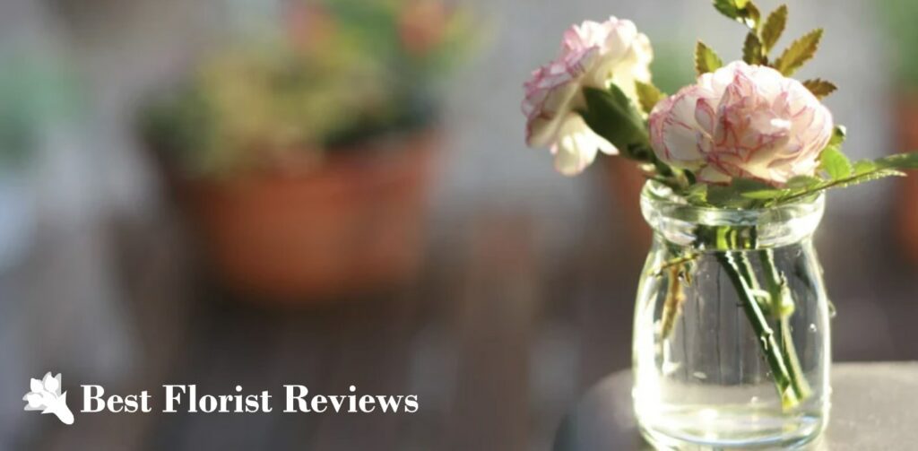 FAQs about the Carnation Flower