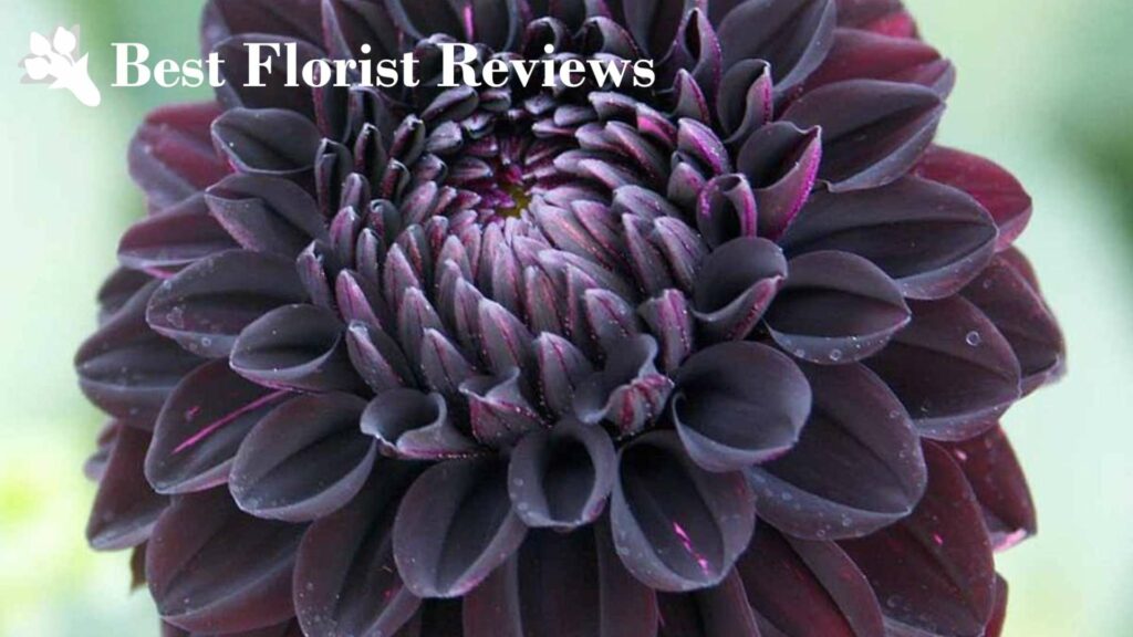 Fidalgo Blacky Dahlia