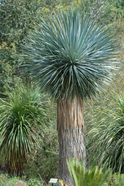 Giant Yuccas