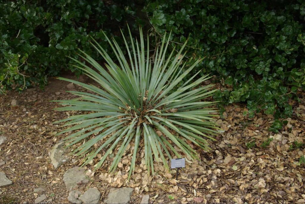 Hardy Yuccas