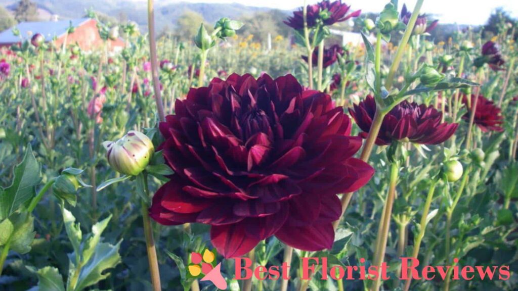 Hollyhill Black Dahlia