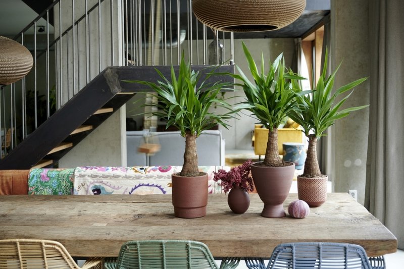 Home Decor and Landscaping Ideas with Yucca Plants