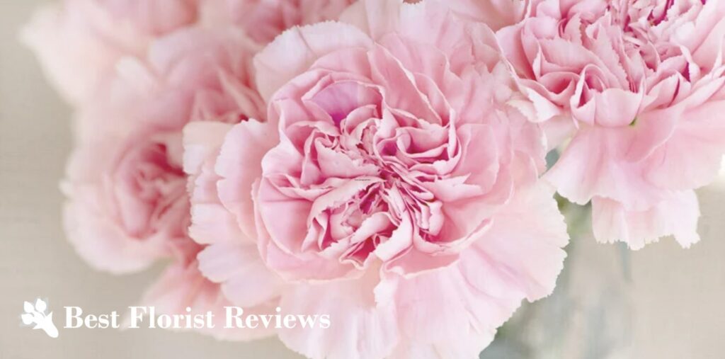 How did the carnation flower get its name