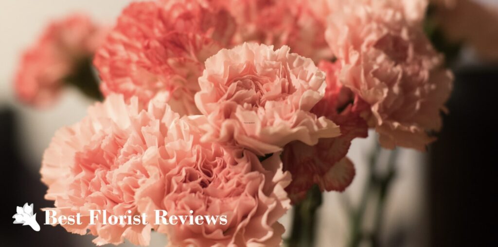 How long has there been a carnation flower