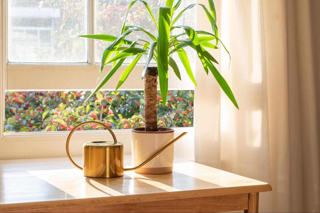 How to Care for Yucca Plant Bouquets and Flower Arrangements