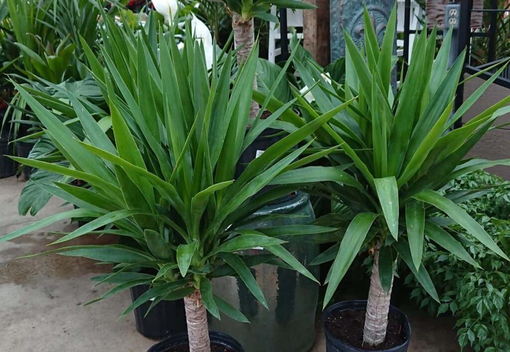How to Identify a Yucca Plant