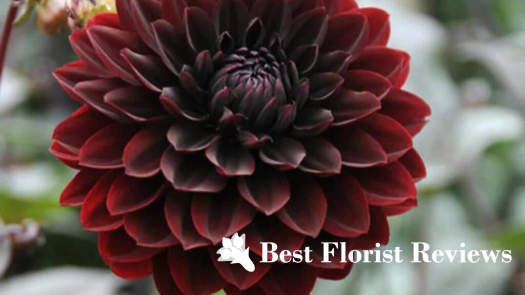 Karma Choc Dahlia