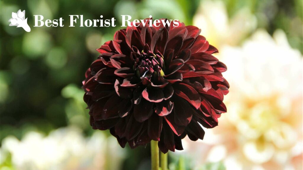 Lights Out Dahlia