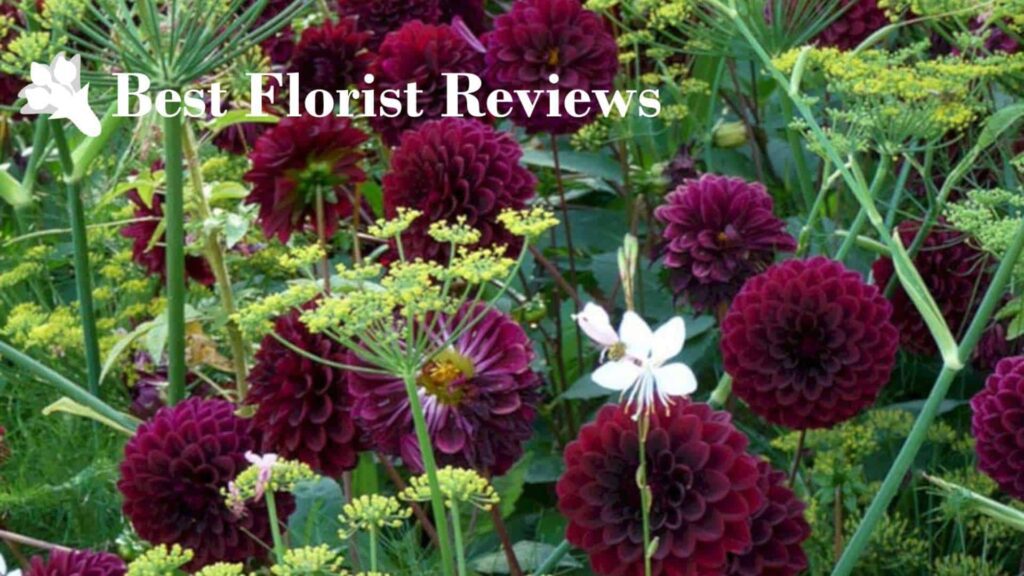 Meaning and Symbolism of Black Dahlia Flower