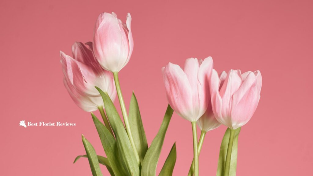 Open Tulip