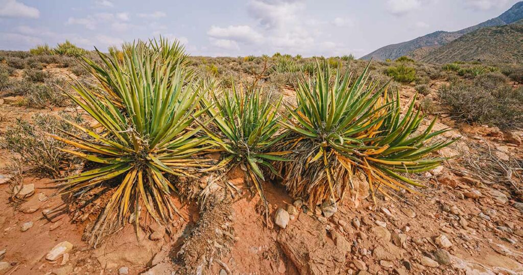 Origin of Yucca Plants