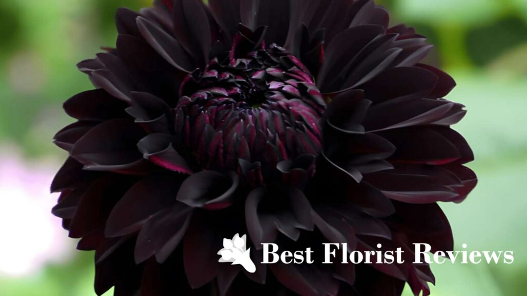 Origin of the Black Dahlia Flower