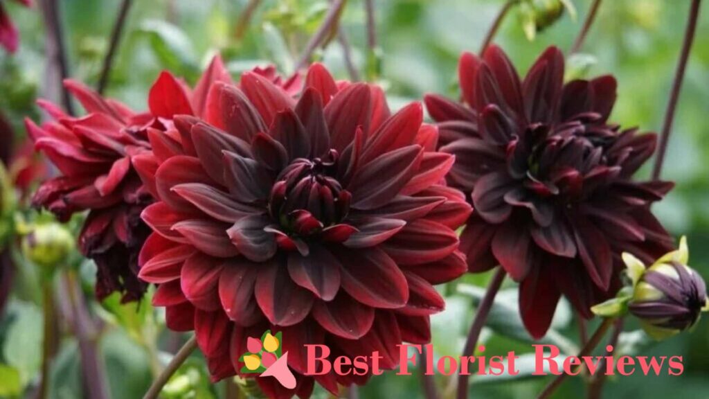 Physical Descriptions of the Black Dahlia