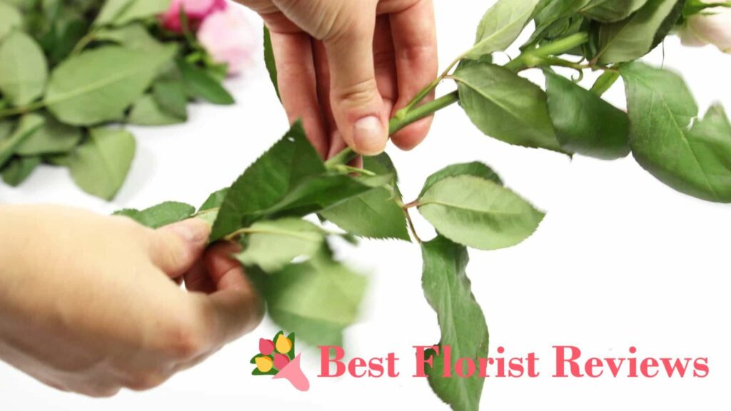 Remove any leaves that will touch the water