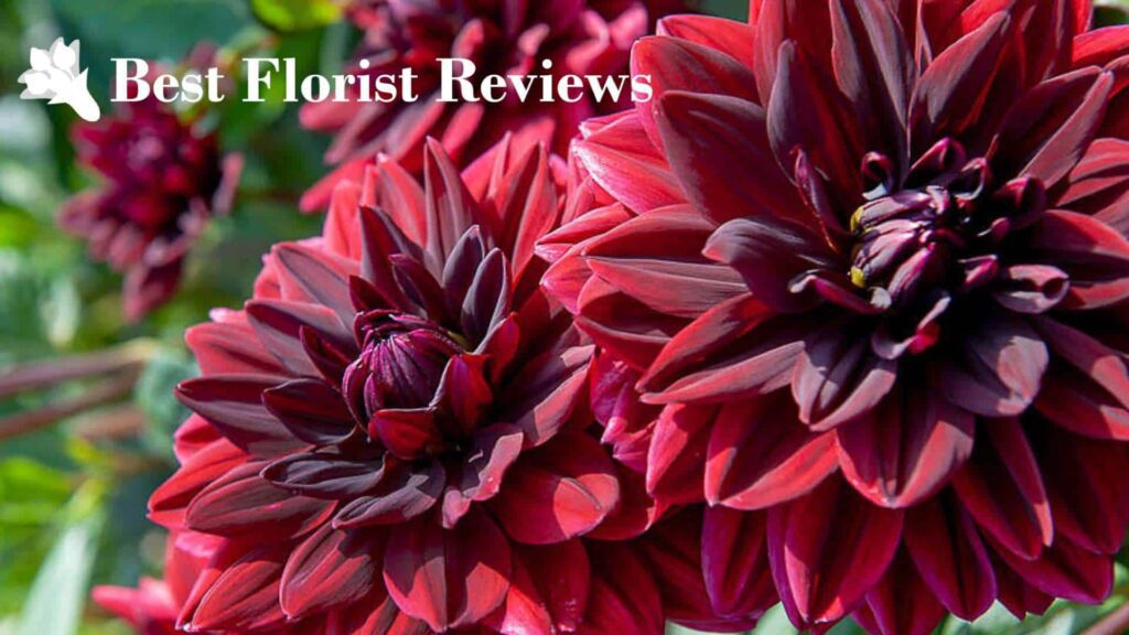 Sam Hopkins Dahlia