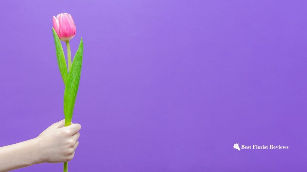 Single Tulip