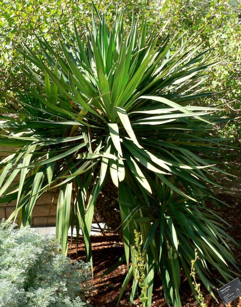 Soft Leaf Yuccas