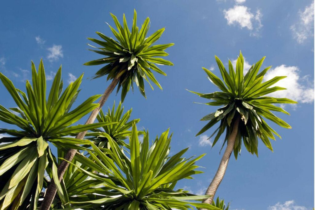 Symbolism Behind Yucca Plants