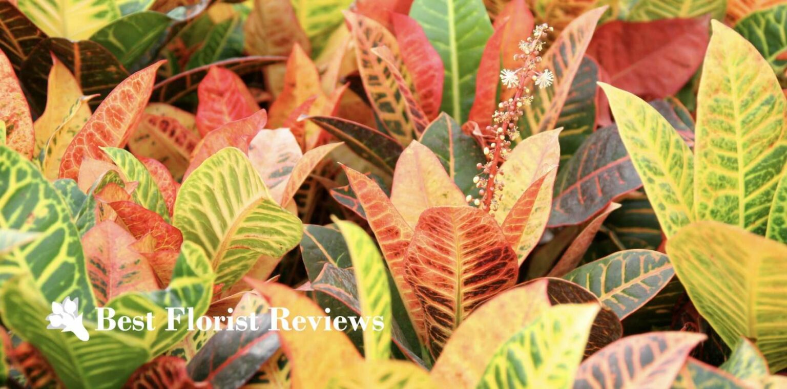The 13 Beautiful Croton Varieties You Can Grow at Home [2026]