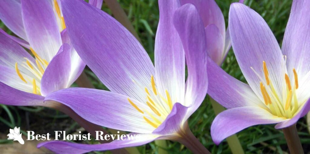 The Ultimate Guide to Lily Flowers Meaning and Symbolism