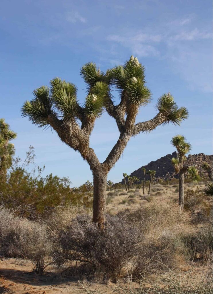 Tree-like Yuccas