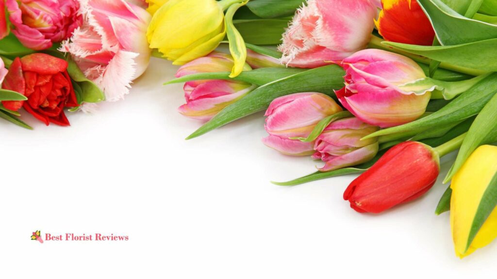 Tulip Flower Meanings Symbolism, History, and Culture