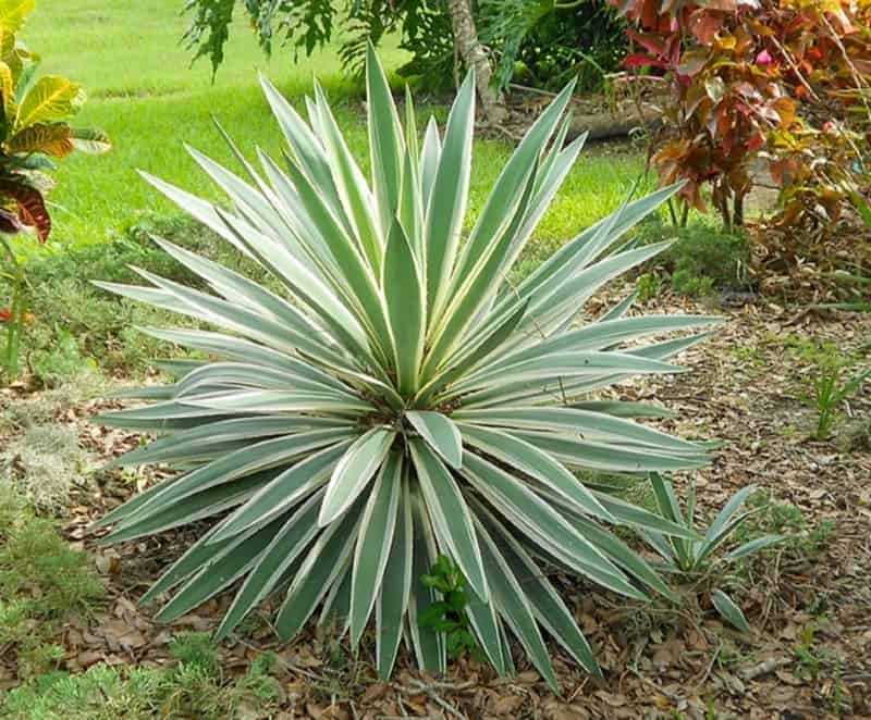 Types and Characteristics of Yucca Plants