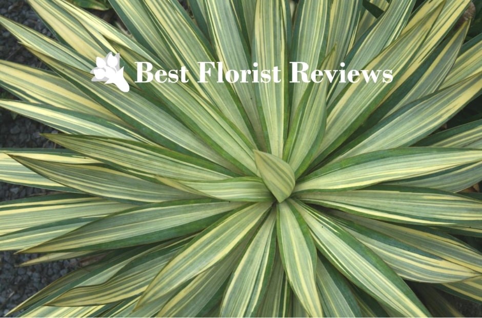 Types of Yucca Plants Varieties to Suit Your Style