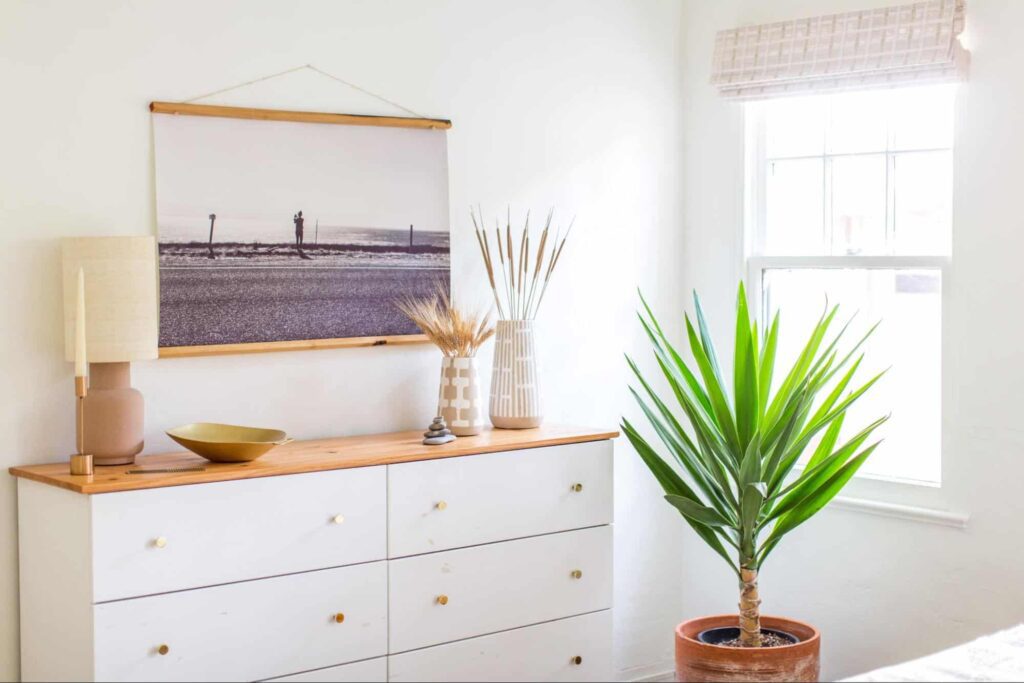 Types of Yucca Plants for Gifting and Decorating