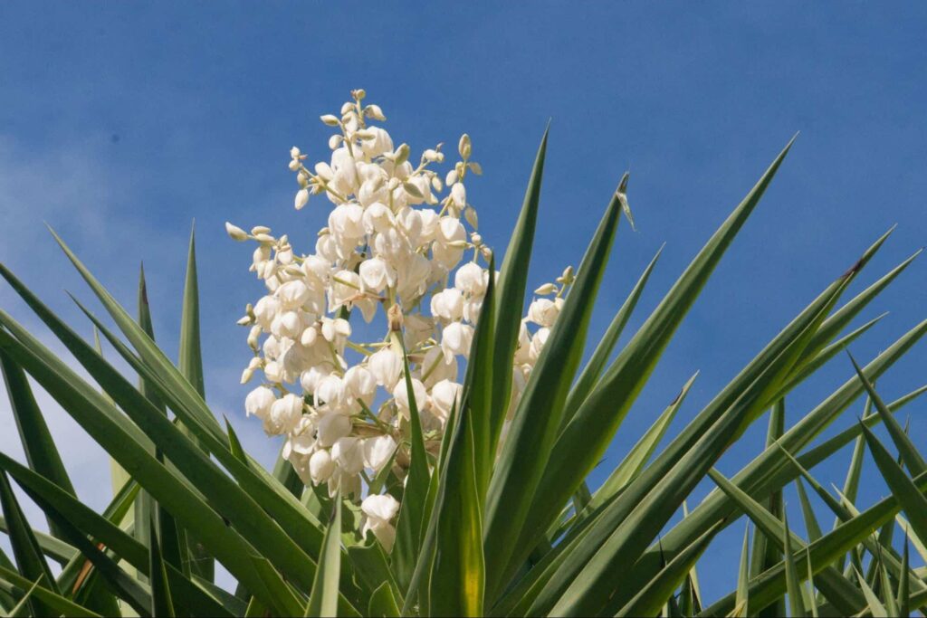 Uses of Yucca Plants