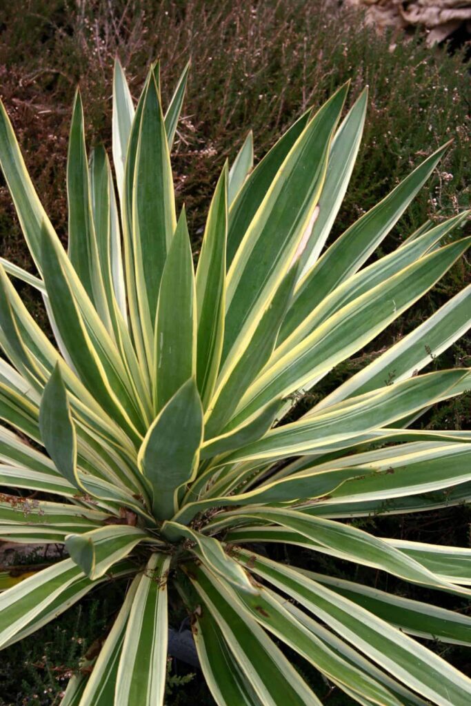 Variegated Yuccas
