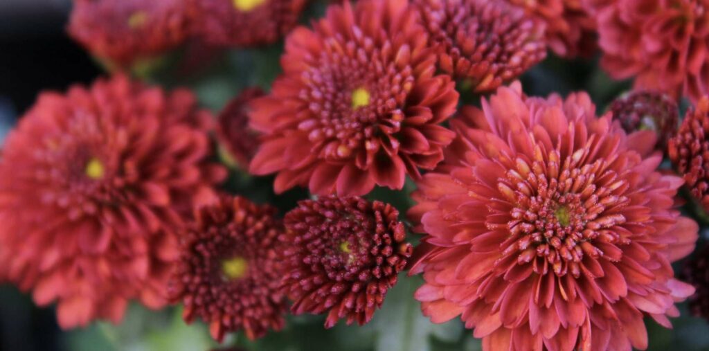 What are some fun chrysanthemum facts