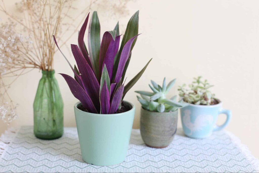 What are some ideas for incorporating Moses-in-the-Cradle plants in floral arrangements