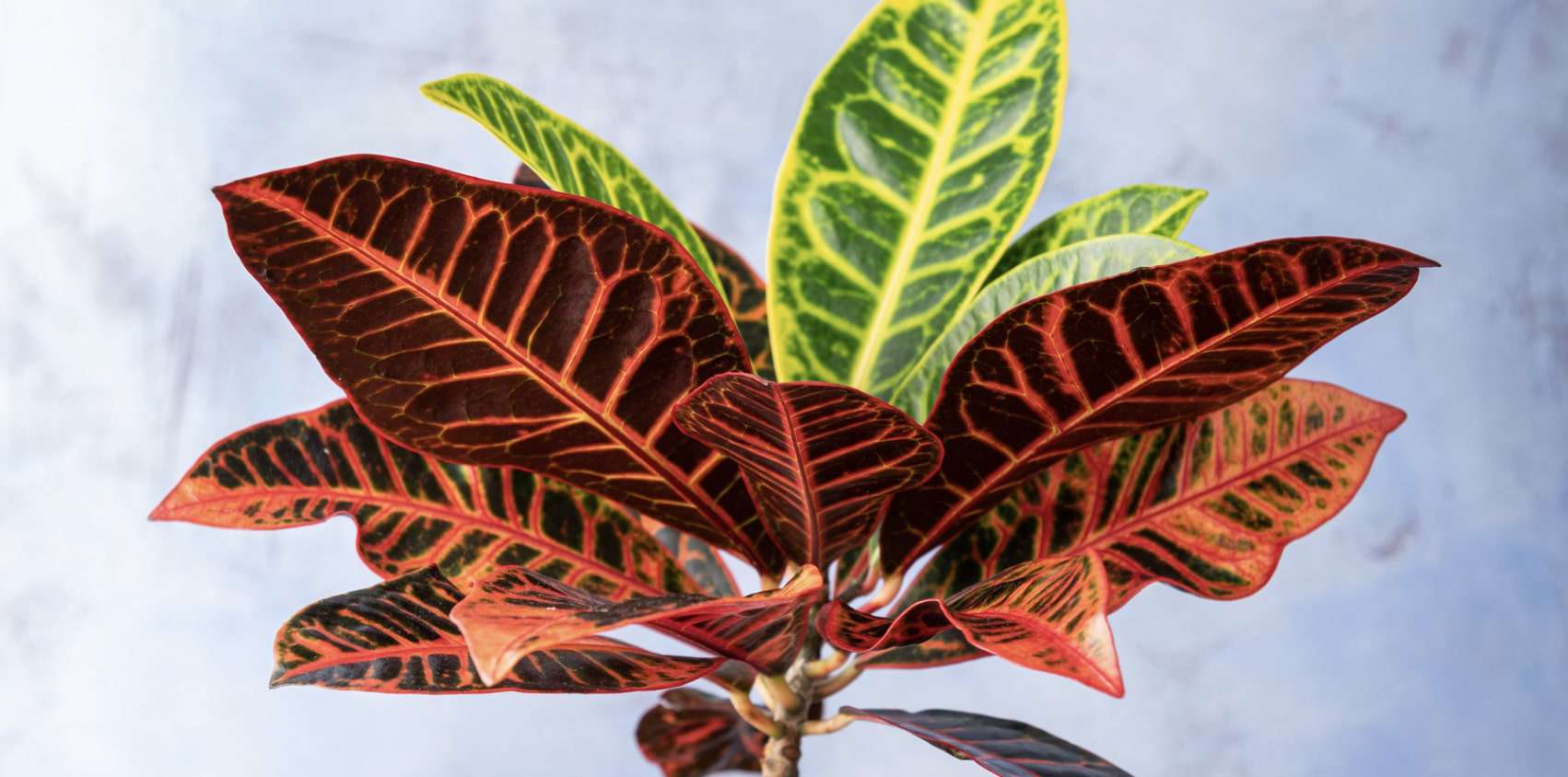 The 13 Beautiful Croton Varieties You Can Grow at Home [2026]