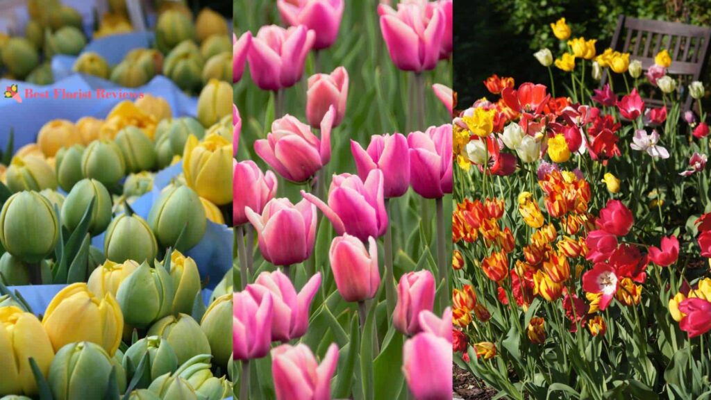 What are the most popular tulip varieties