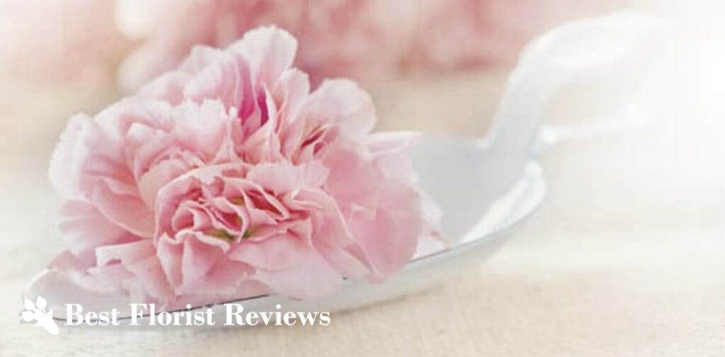 What are the uses of the carnation flower